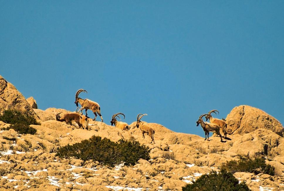 Cukurbag  Aladaglar Mountain Hostel מראה חיצוני תמונה
